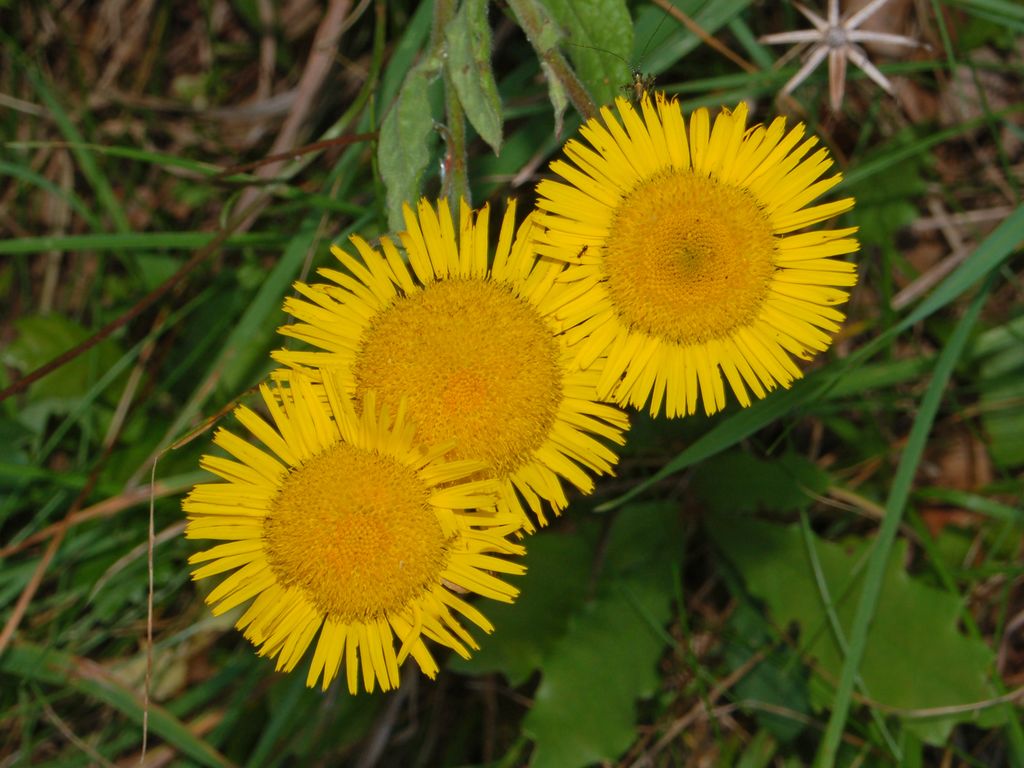 Pulicaria odora / Incensaria odorosa